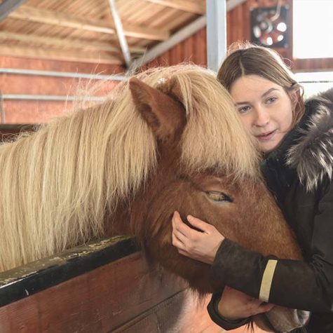 Sturlureykir Horse Farm - Iceland